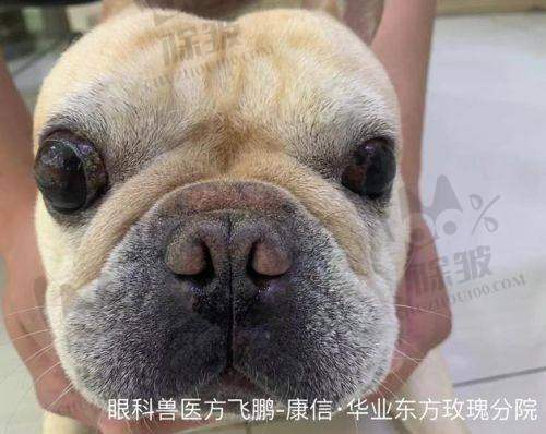 广东省妇幼保健院眼科是正规医院吗？